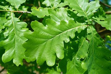 Bladeren van een Engelse eik, Quercus robur van Heiko Kueverling