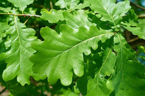 Feuilles d'un chêne pédonculé, Quercus robur