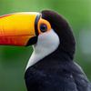 Riesentukan (Ramphastos toco) von Christian Müringer