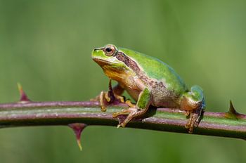 Durf om te overleven