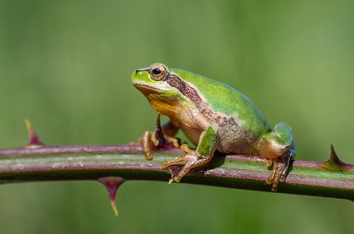 Durf om te overleven