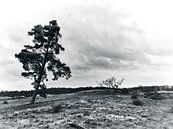 Landschaft in Schwarz und Weiß mit einem einsamen Baum von Giovanni de Deugd Miniaturansicht