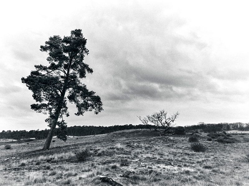 Landschaft in Schwarz und Weiß mit einem einsamen Baum von Giovanni de Deugd
