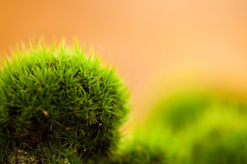 Groen von Richard Geven