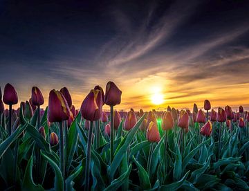 Sonnenaufgang auf einem Tulpenfeld in Alkmaar 1 von Peter van der Waard