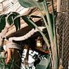 Gezellige botanische maritiem restaurantje op Ibiza // Ibiza Reisfotografie van Diana van Neck Photography