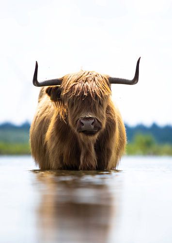 Schotse hooglander zoekt verkoeling in het water!