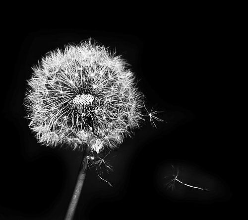 Dandelion fluff Dandelion