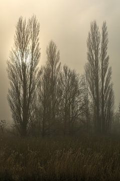 des peupliers dans le brouillard sur FotoBob