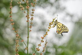 Königinnenfalter mit Bokeh