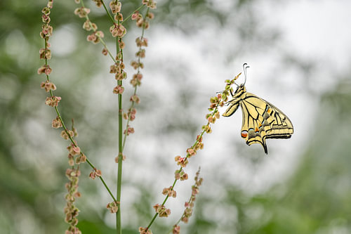 Queen butterfly with bokeh by Moetwil en van Dijk - Fotografie landschappen - natuur