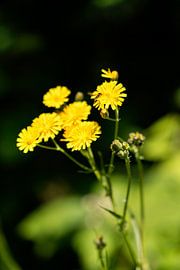Gelbe Blumen mit einer Wespe von Shaquille Maarschalkerweerd