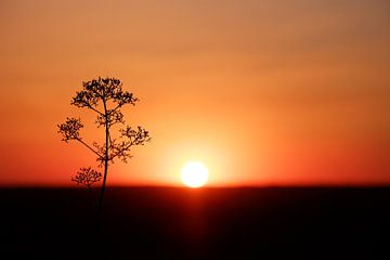 Fraktale im Sonnenuntergang von Andreas Nägeli