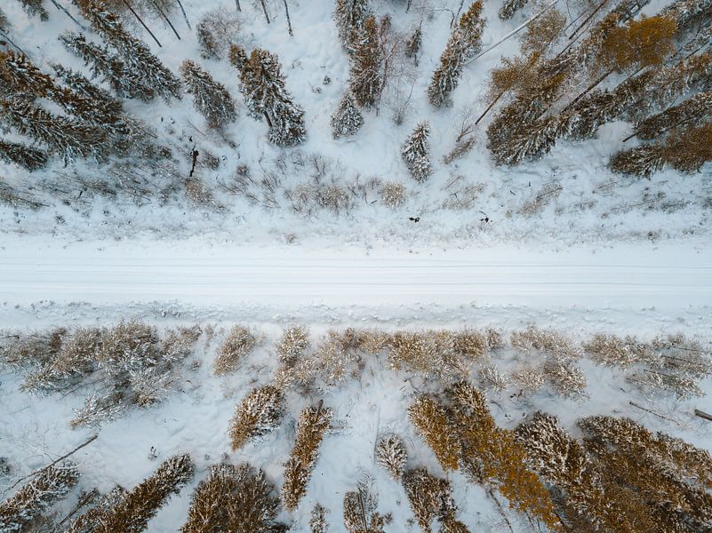 Finland forest van Andy Troy