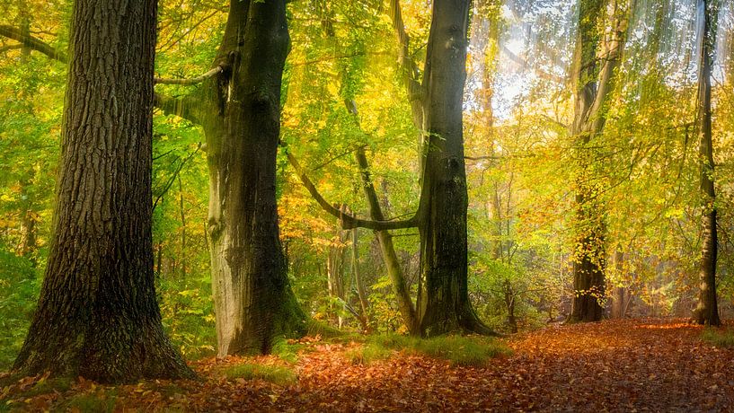 Herbst in den Wäldern von Peter Smeekens