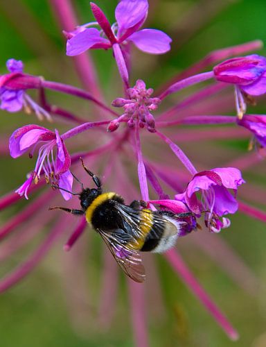 bumblebee on a flower