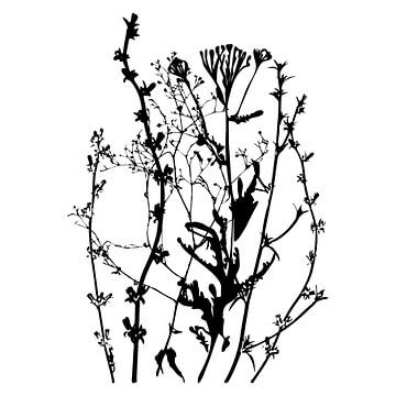 Botanische illustratie met planten, wilde bloemen en grassen 3.  Zwart wit. van Dina Dankers