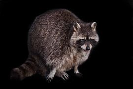 Cute fluffy little animal raccoon, by Michael Semenov