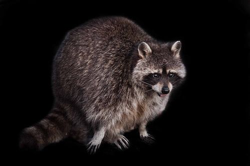 Schattige pluizige kleine dieren wasbeer,