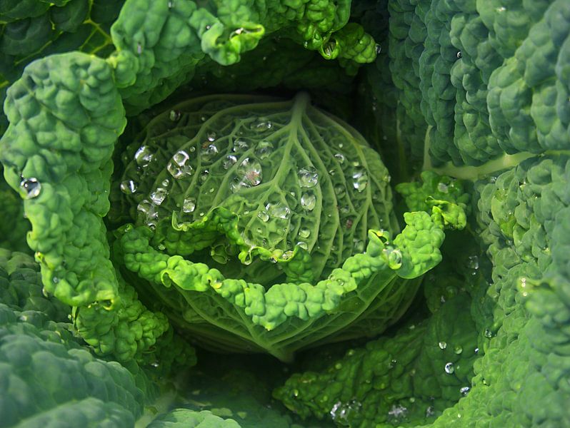 Wirsing par Edgar Schermaul