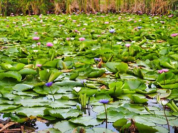 tropical pond with water lilies