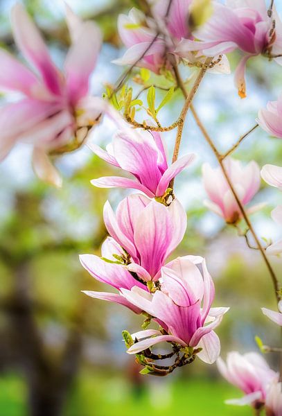 Pink and white blooming magnolia flowers by ManfredFotos
