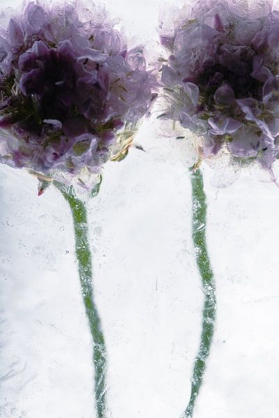 Grass Carnation in Ice 2 by Marc Heiligenstein