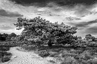 Denneboom  in zwart-wit Drouwenerzand van R Smallenbroek thumbnail