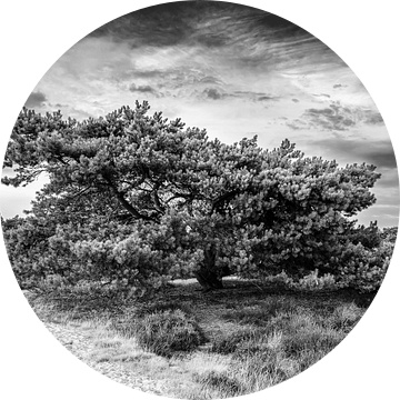 Denneboom  in zwart-wit Drouwenerzand van R Smallenbroek