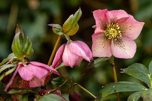 Helleborus in volle kracht