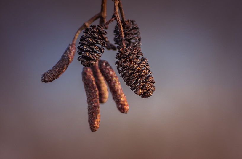 Catkins by Miranda Rijnen Fotografie