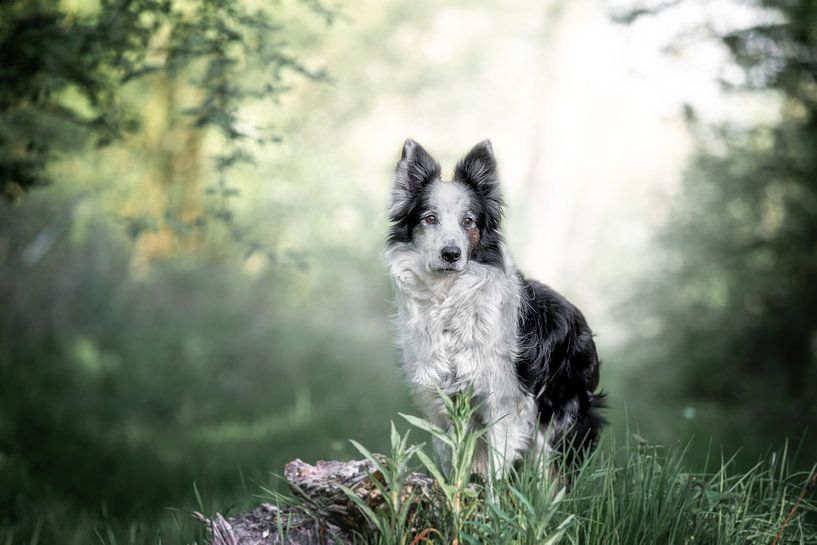 Border Collie im Wald von Monique Smit