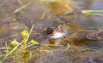 kikker in Het water van de oostvaardersplassen van John Ozguc