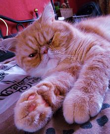 stay away!!! by anita decreton