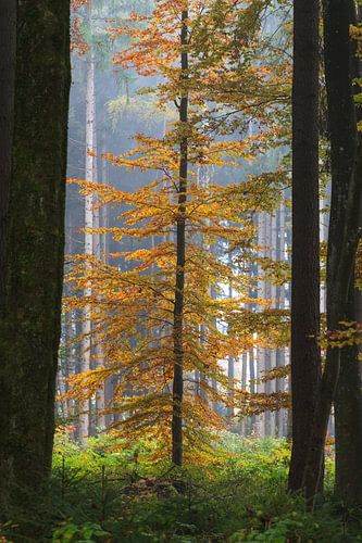 Deciduous tree in clearing in forest in autumn with fog