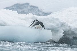 Geborgenheit in der Kälte – Brillenpinguine auf dem Eis in der Antarktis