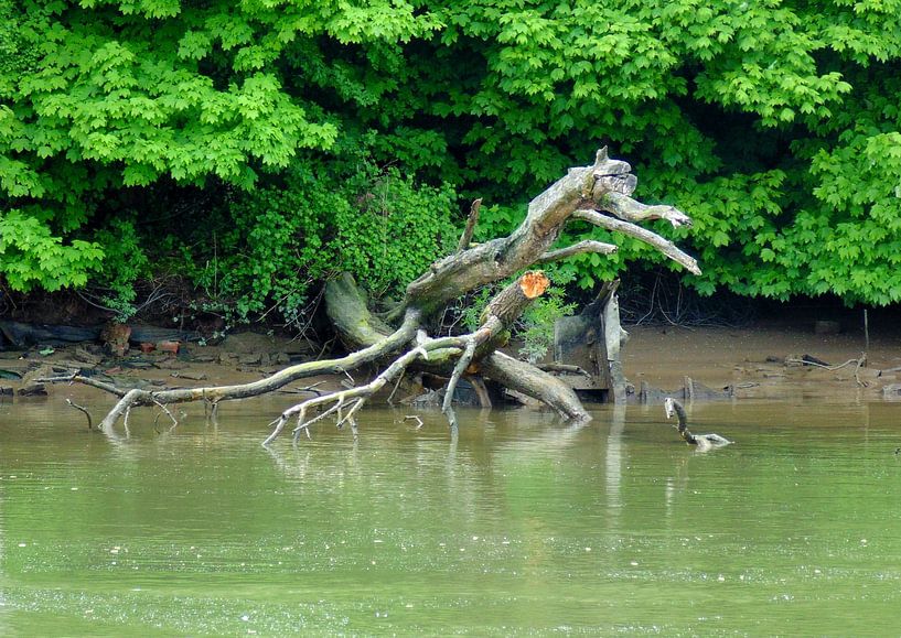 Wildernis von Koos Iperen