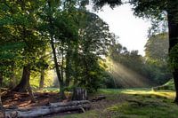 fairy forest
