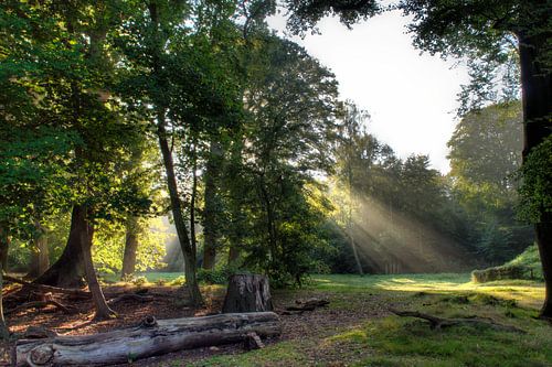 Sprookjesachtig bos