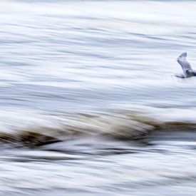 Möwe über der Brandung von Ronald Mallant