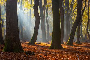 Speulderbos III