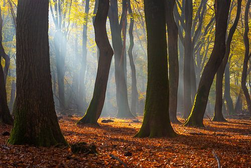 Speulderbos III