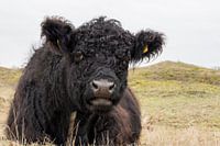 Galloway