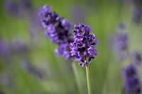 Lavendel