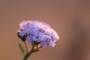 Wildblume im goldenen Licht