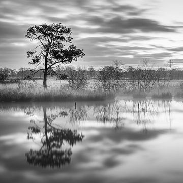 Le parc national Dwingelderveld en noir et blanc