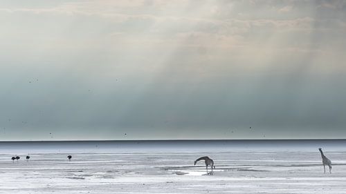 Parc national d'Etosha Namibie