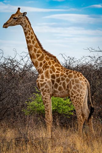 Grote Afrikaanse giraffe in Namibië, Afrika