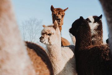 Herd of alpacas by Yvette Smink