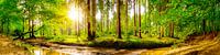 Waldpanorama im Frühling